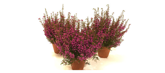 syyskukat erika 680x300