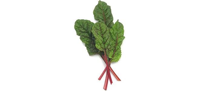 Neljä punamangoldin lehteä valkoisella taustalla.