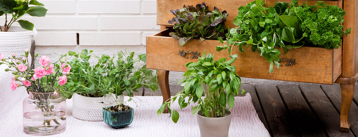 Parvekeviljely – näin teet pienen keittiöpuutarhan