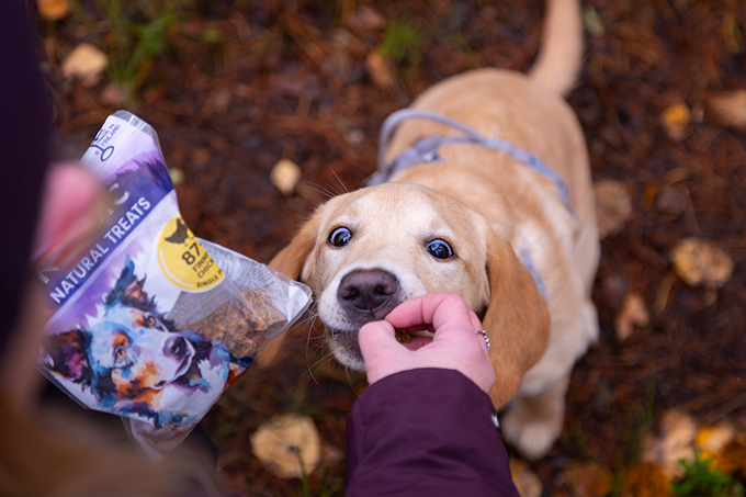 Ihminen tarjoaa koiralle herkkua.