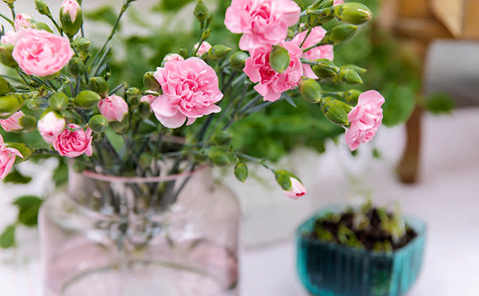 parvekelviljely leikkokukat 680