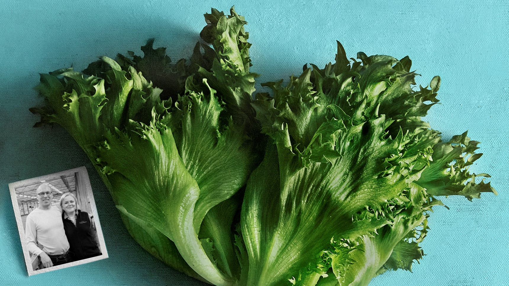 Salaattia humisevien honkamaisemien keskeltä