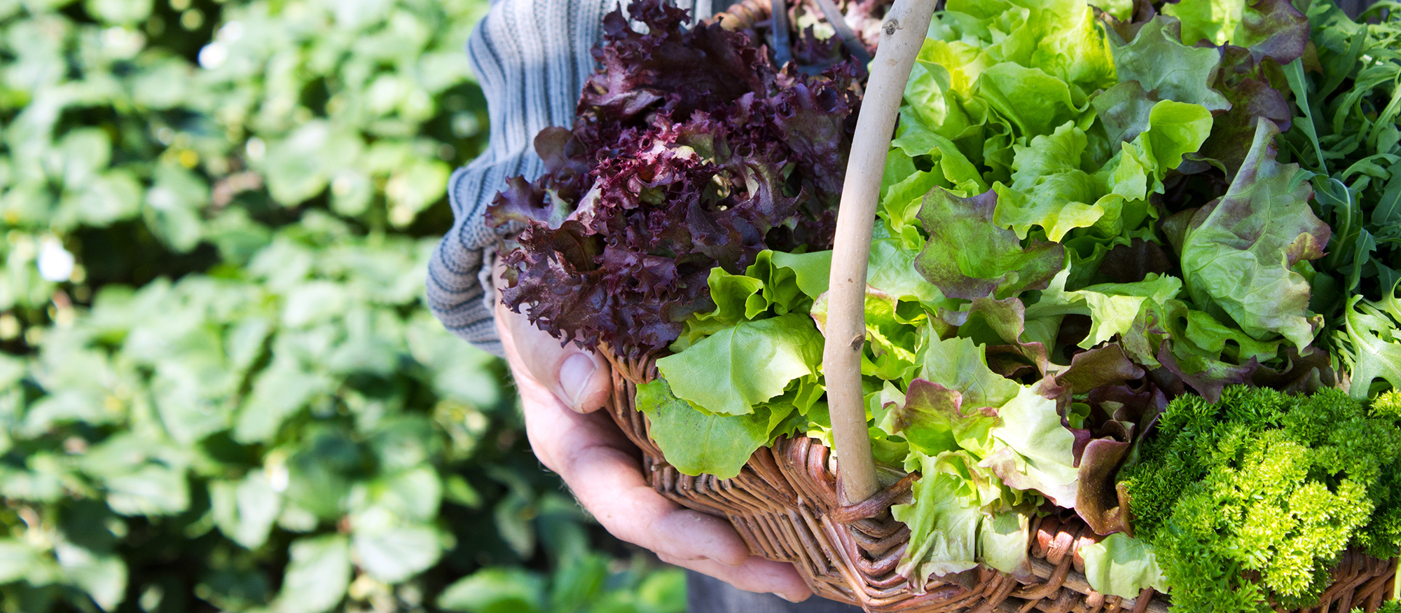 Kasvata siemenistä unelmiesi sato alusta asti