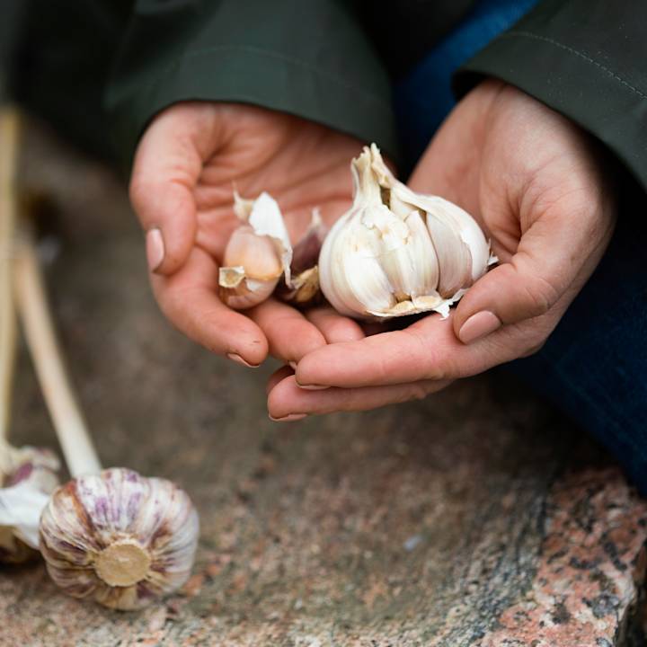 Talvivalkosipuli kynnet