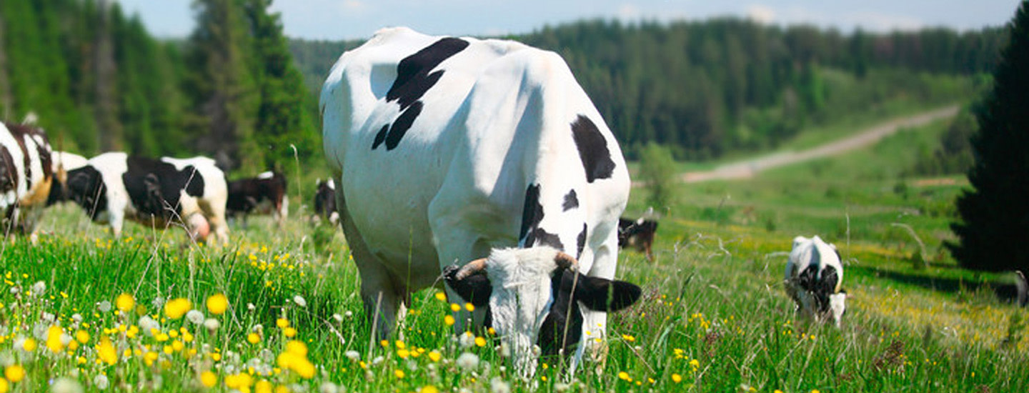 Luomutuotteiden myynti jatkaa kasvuaan K-ruokakaupoissa