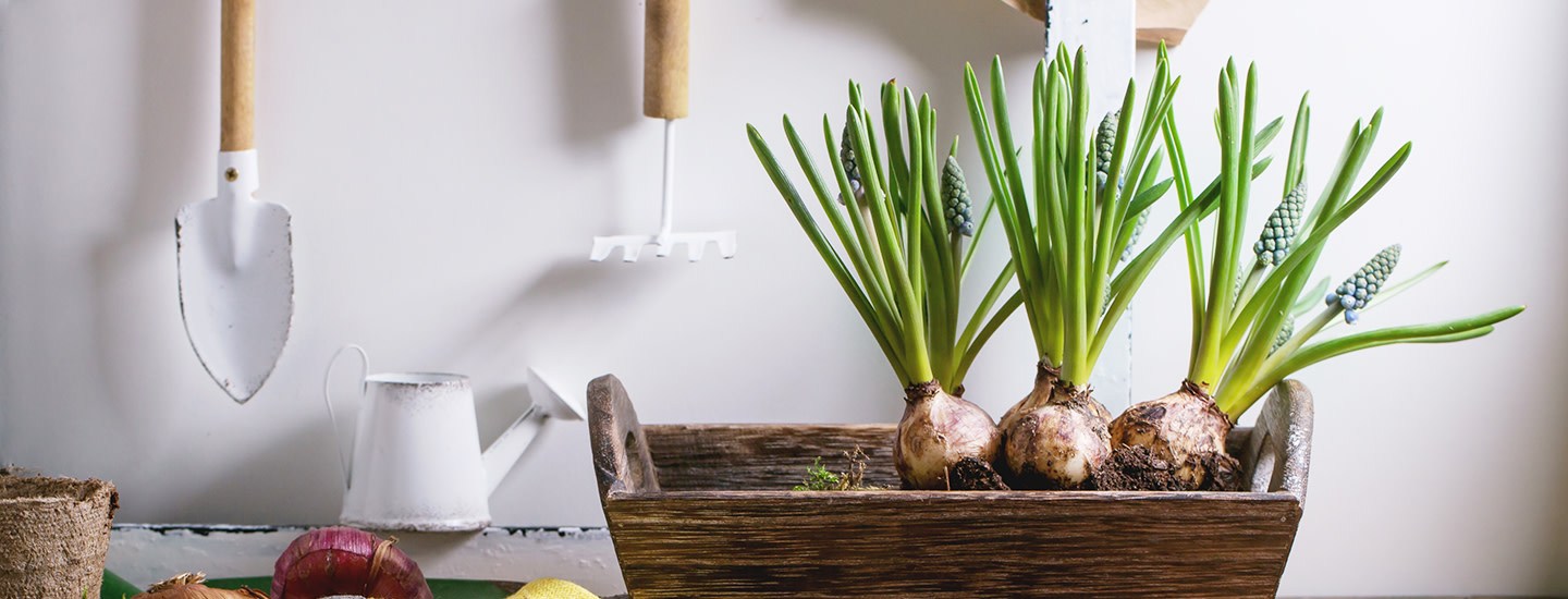 Kukkasipulien ruukkuistutus – katso 2 kaunista istutusideaa