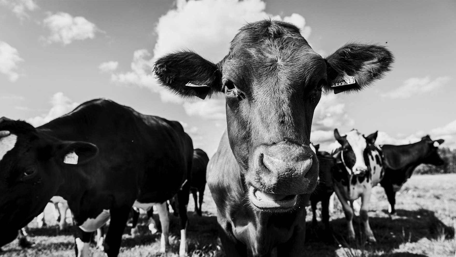 Pirkka Parhaat: Luomujäätelön syntysijoilla