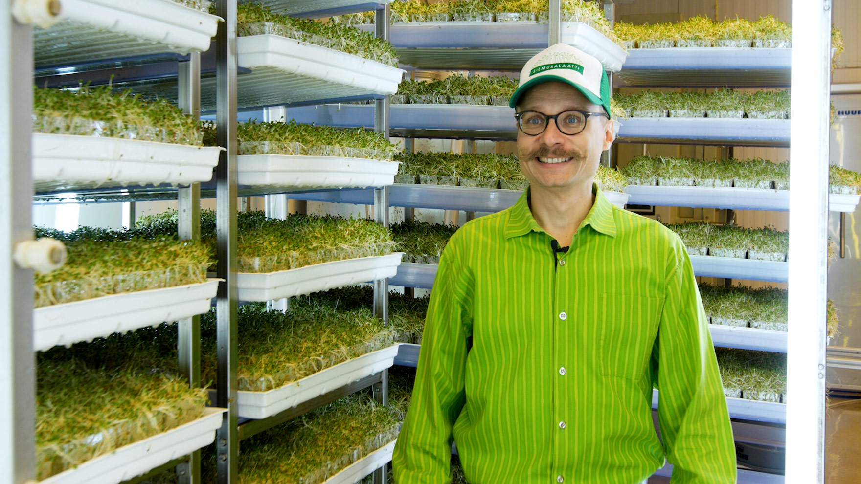 Silmusalaatti on energiatehokkaasti viljeltyä pääkaupunkiseudun lähiruokaa