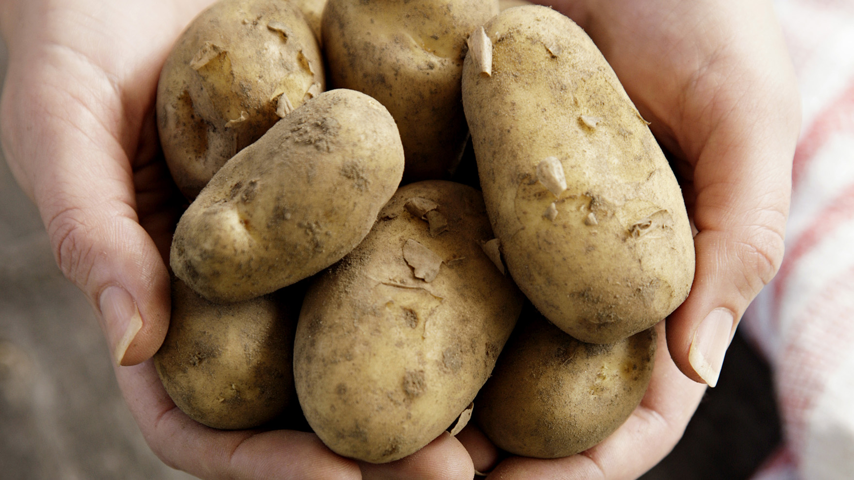 Selvitä missä Pirkka-perunasi kasvaa