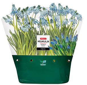 Pirkka helmililja 2 kpl