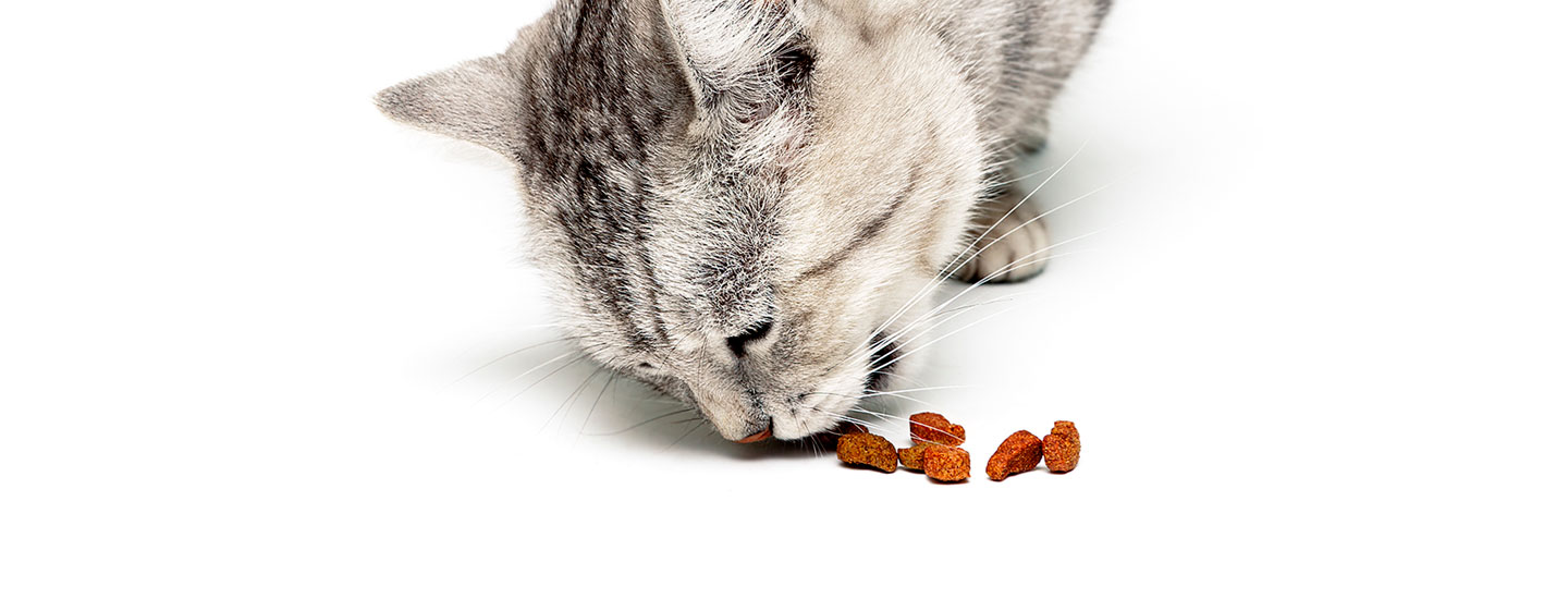 Kissan ruokinta | Mitä kissa syö? | K-Ruoka