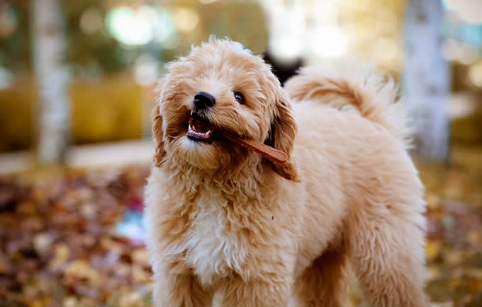 Nousnous-ankanlihatikut680