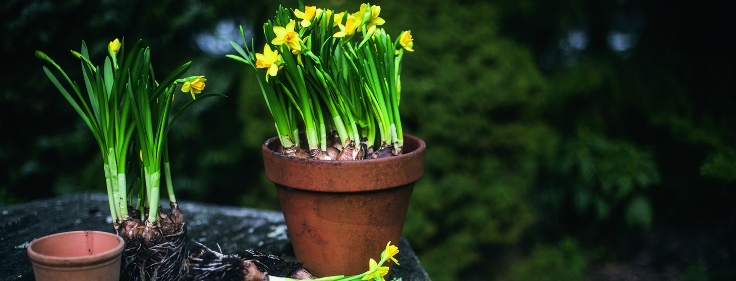 Pirkka pääsiäiskukkien hoito-ohjeet