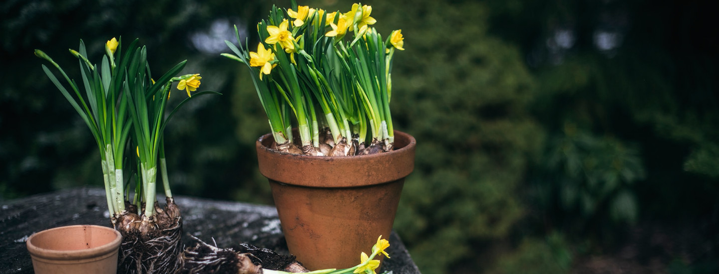 Pirkka pääsiäiskukkien hoito-ohjeet
