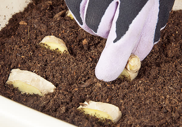 inkivaarin kasvatus kuva artikkeliin