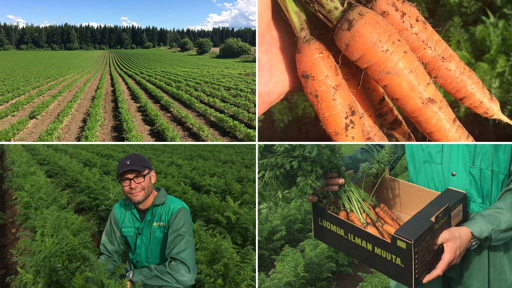 Luomuporkkana kasvaa Lietlahdella