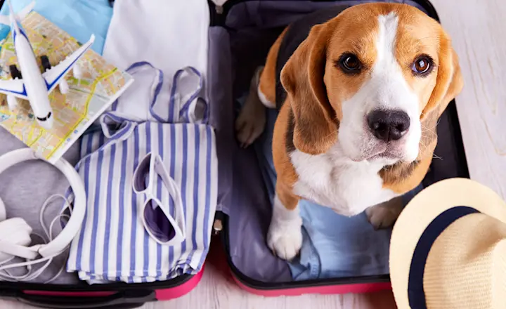A beagle sitting inside an open red packed suitcase looking up at the camera.