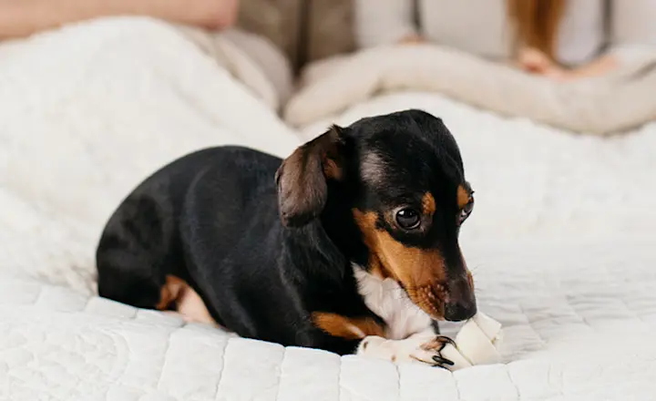 A small black and brown dachshund sitting at the foot of a bed chewing on a dog toy.