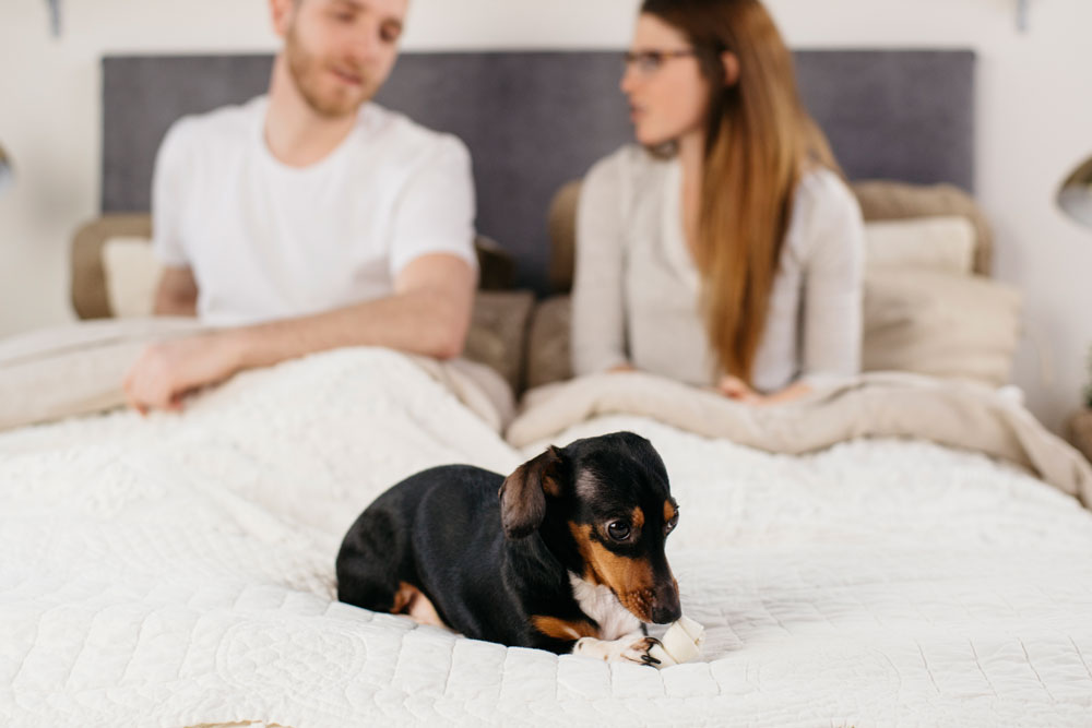 Dog on Bed