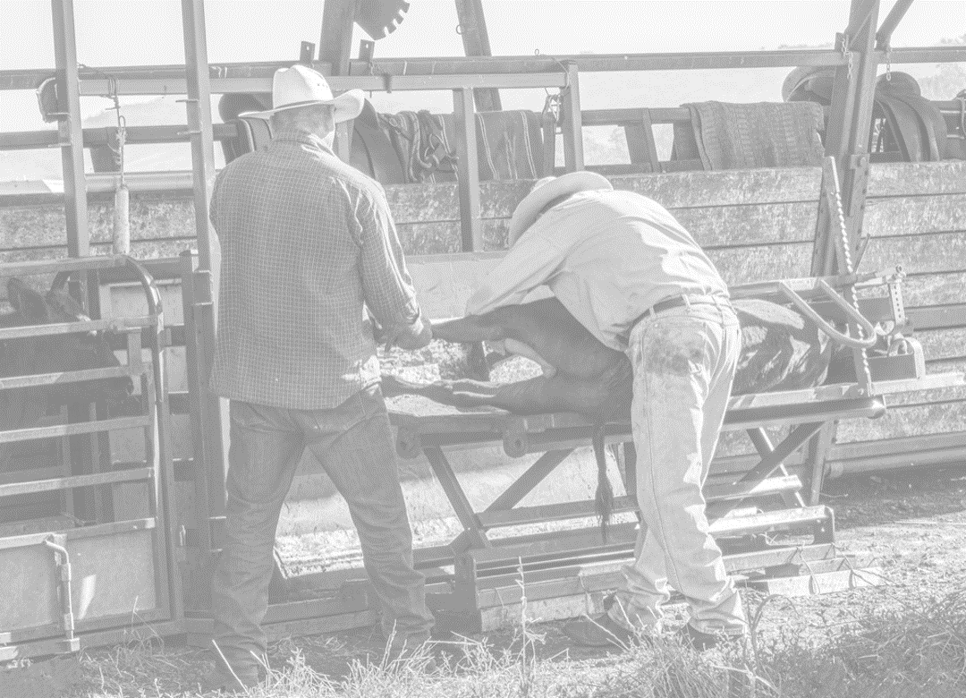 Precise control in cattlehandling