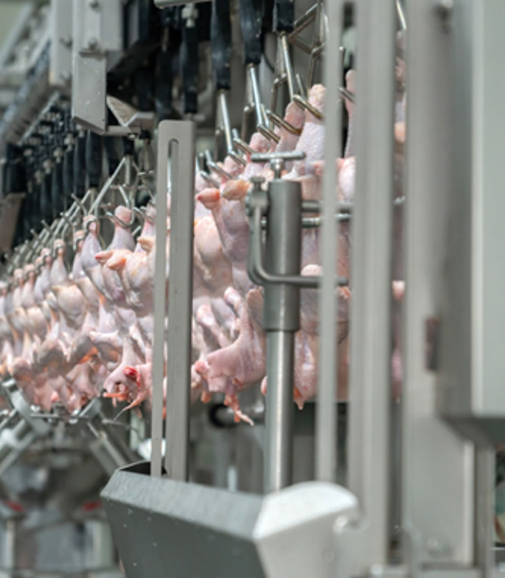 Enhanced Efficiency in Chicken and Turkey Processing | IMI Norgren