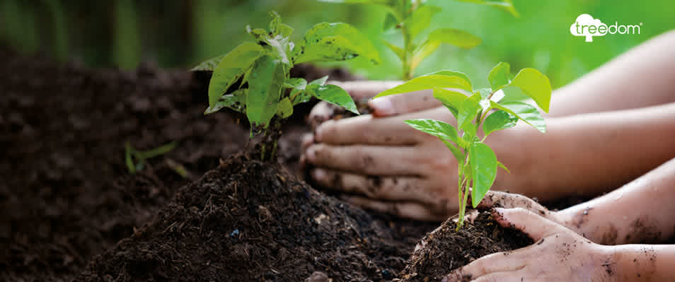 z9993MS Treedom Lets Grow Together Website Banner 1170x490px 96dpi (1)