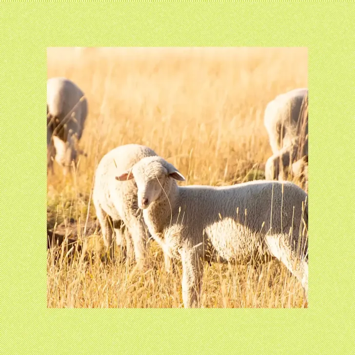 Sheep grazing in a field