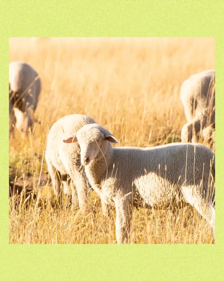 Sheep grazing in a field
