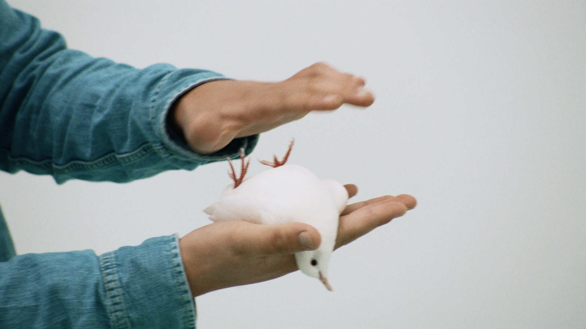 Screen Shot 2019-08-06 at 10.39.29 am