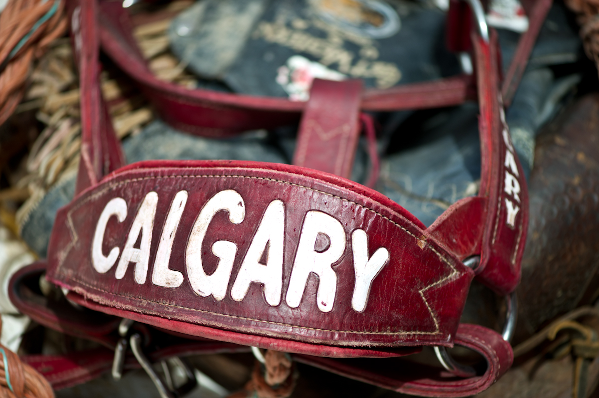 Calgary Stampede on X: Not so sure what a flank strap is, or what it does?  Now you know.  / X