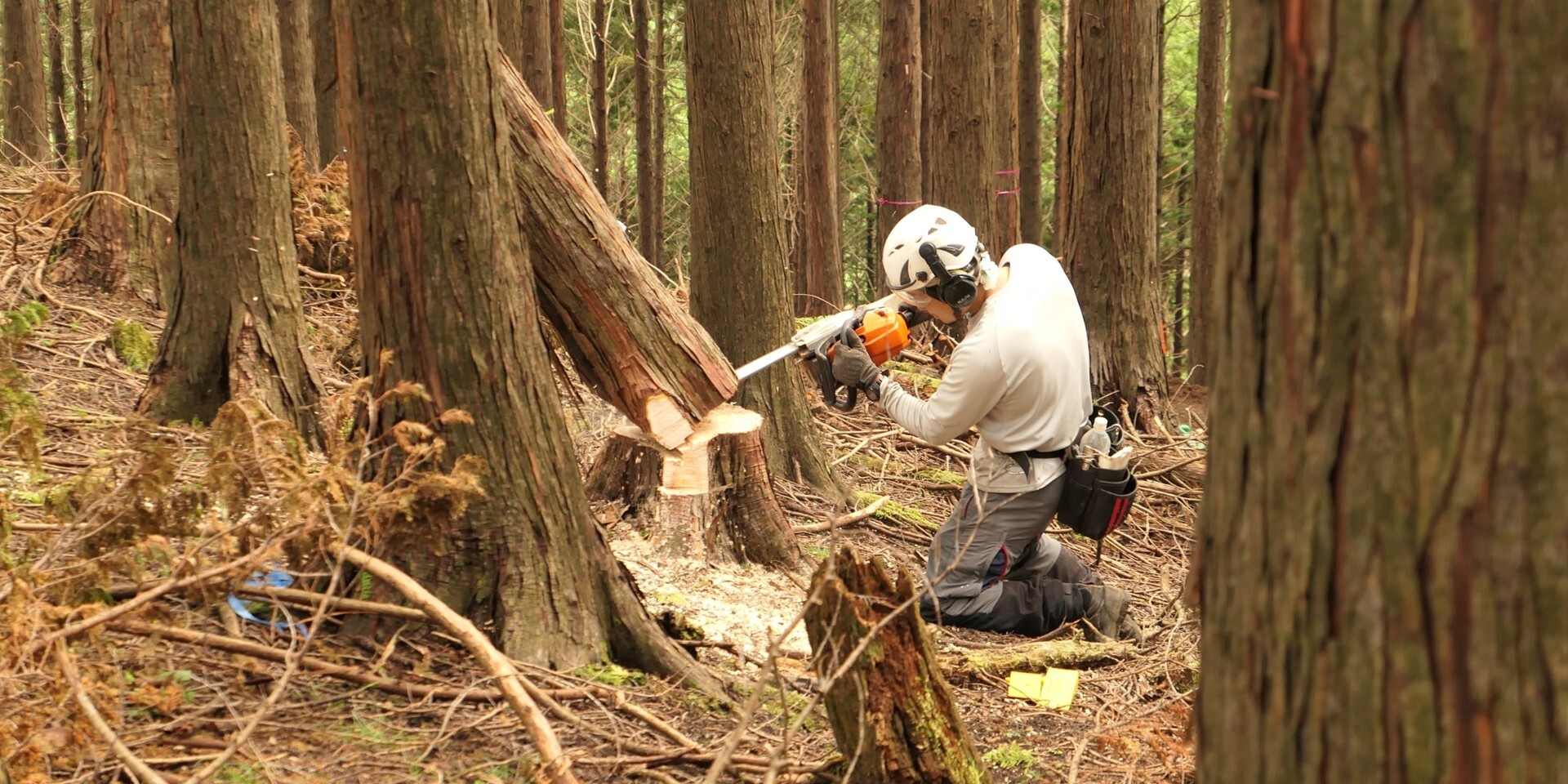 SDGs研修プログラム 「小さな林業」伐倒見学ツアー | Workations（ワーケーションズ）