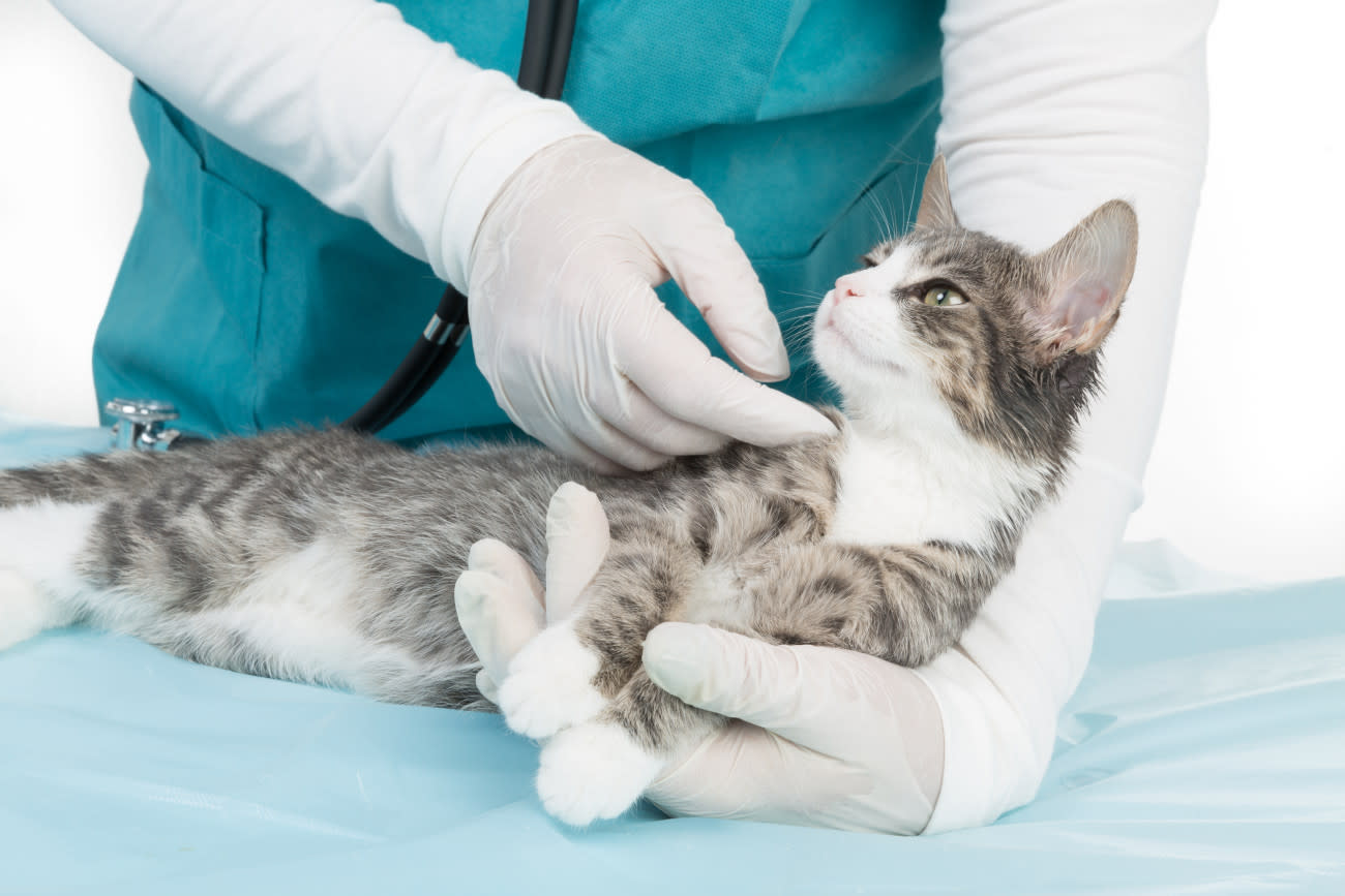 動物病院で診察を受けている猫