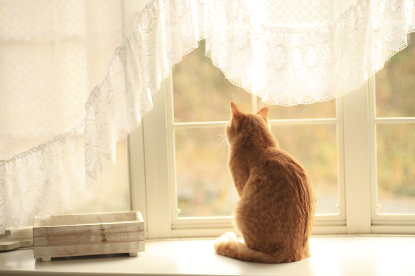 猫は留守番できる?|快適な留守番環境を整える際に注意すべきポイントと対策方法