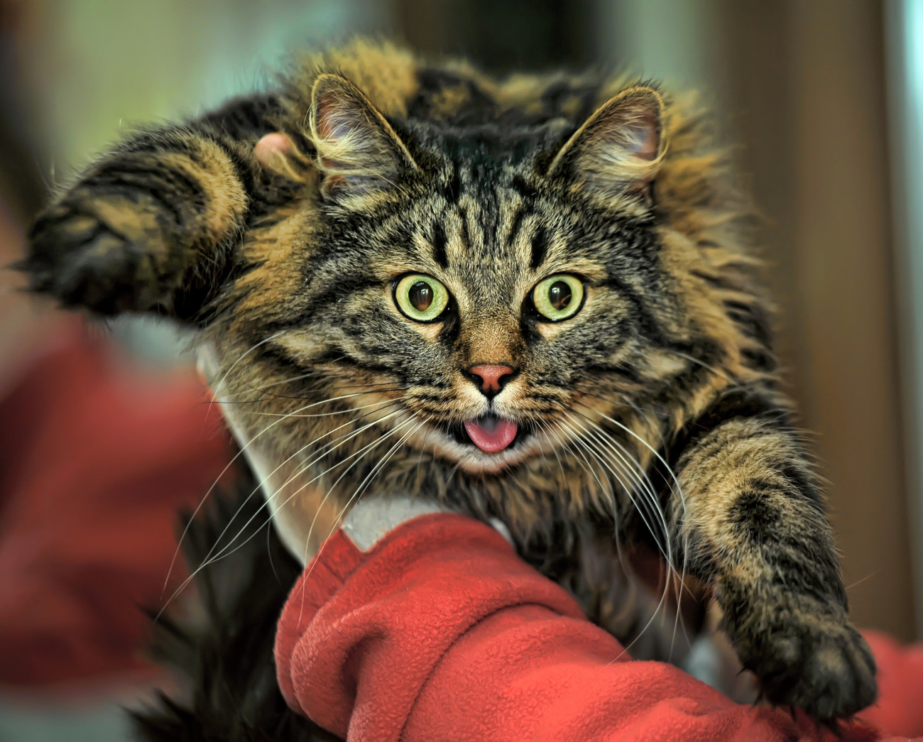 猫のストレスサイン