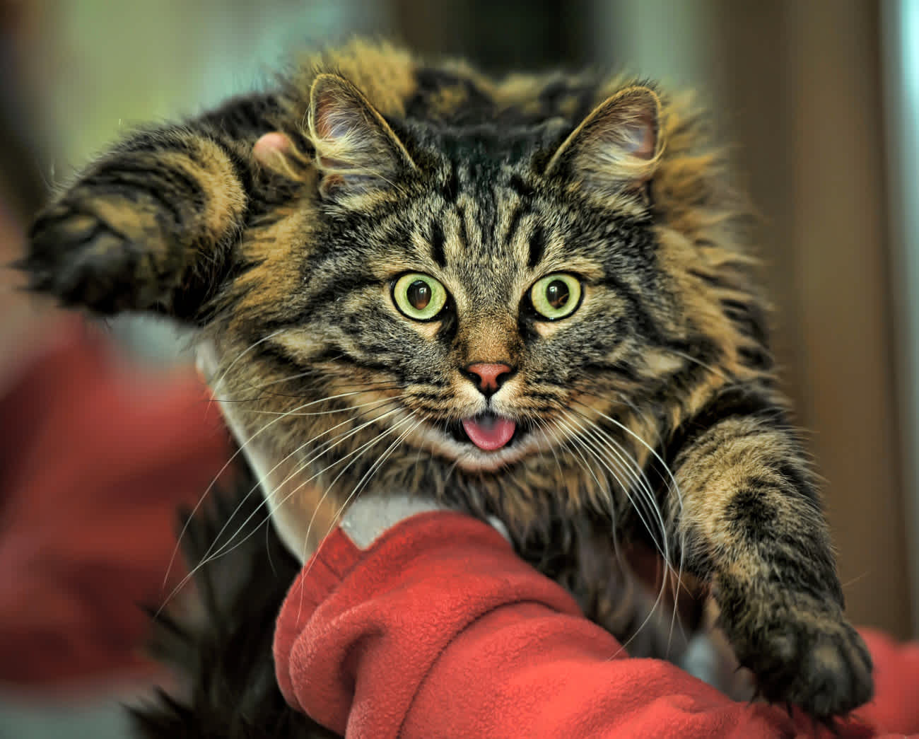 猫のストレス解消方法 ストレスサインや原因についても解説 猫様のいる暮らし 猫のストレス解消方法 ストレスサインや原因についても解説 猫様のいる暮らし