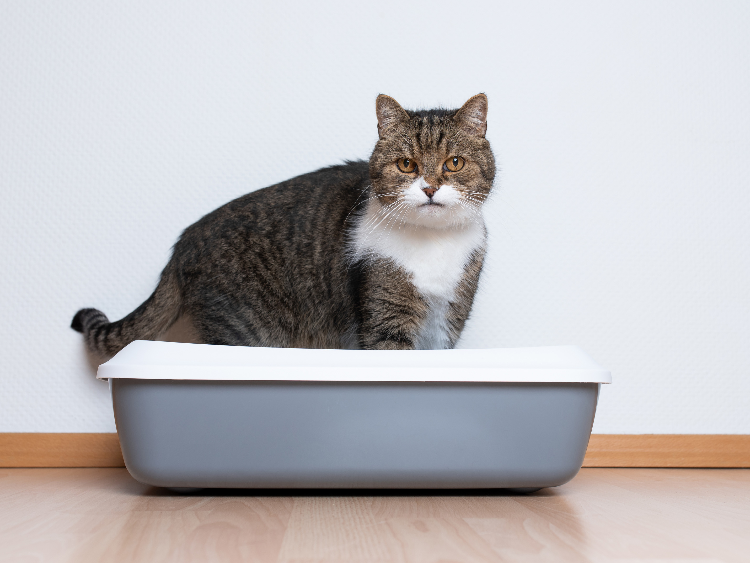 もしかして尿道閉塞かも。猫がトイレ  から出てこない。急に増えるトイレの時間。原因や対処法を獣医師が解説