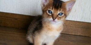 Catlog Pendantのデザインに込められた秘密②