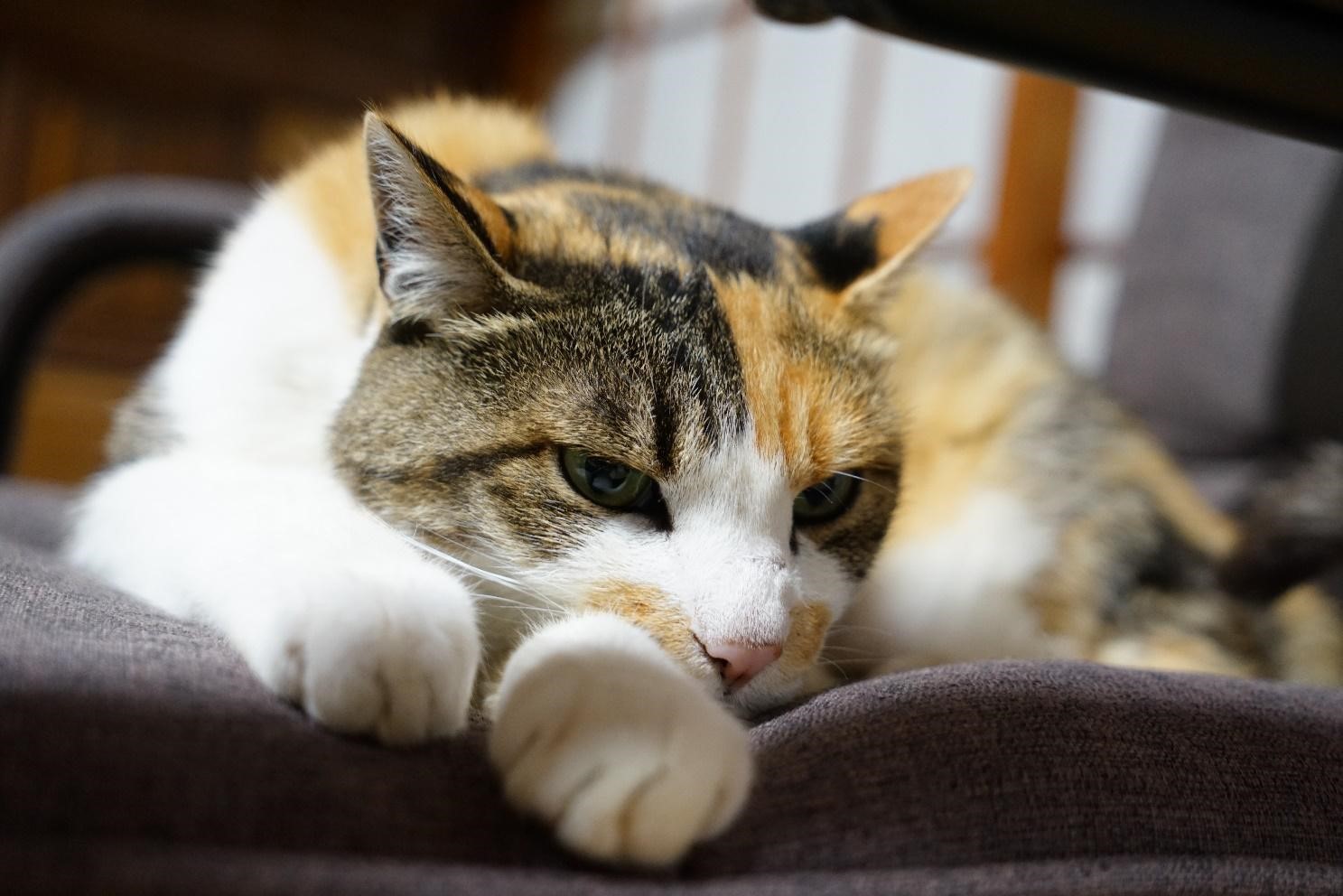 猫の食欲不振の原因と改善方法を獣医師が解説 | 吐き気や嘔吐、げっぷは病気のサイン?