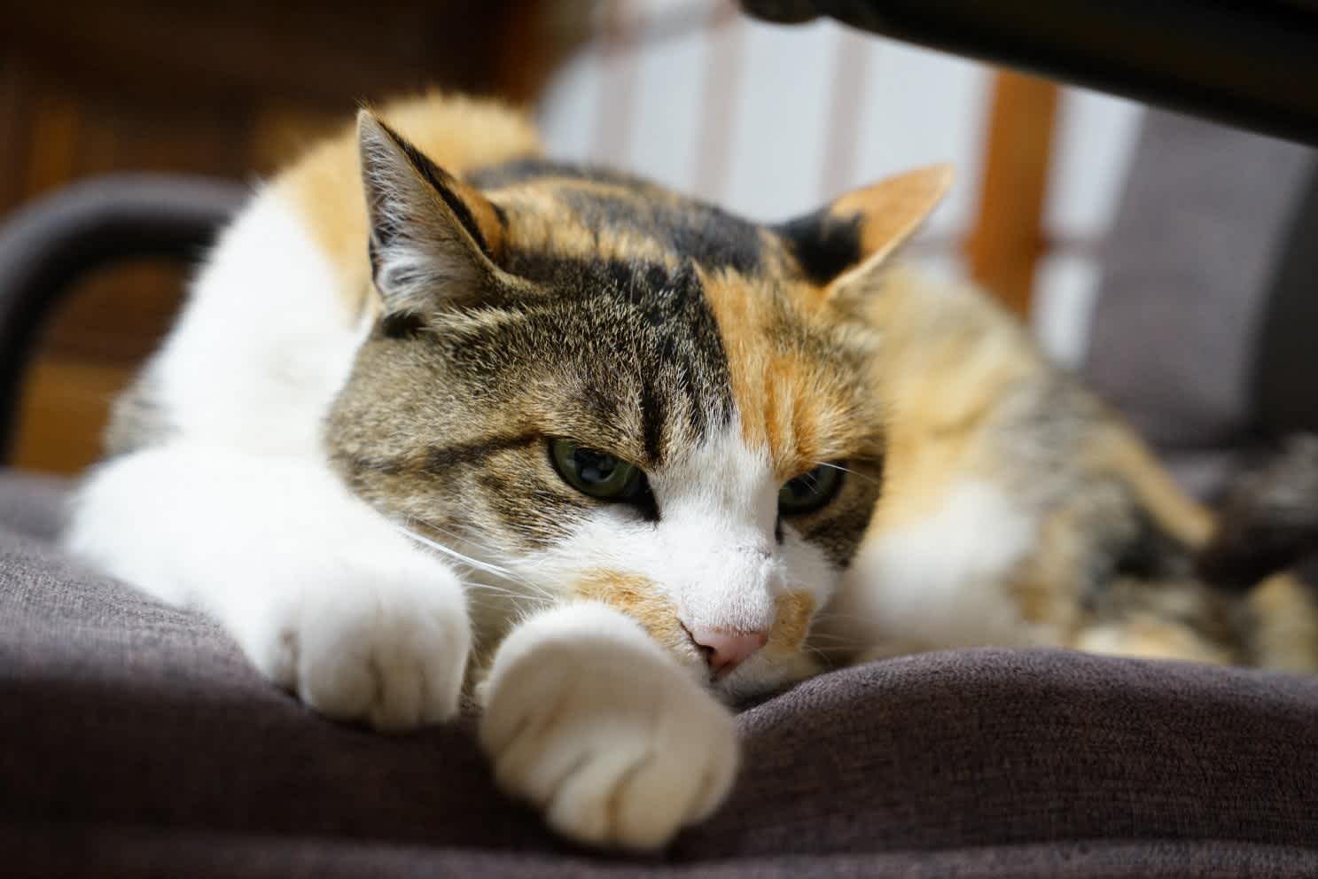 猫の食欲不振の原因と改善方法|吐き気や嘔吐、げっぷは病気のサイン？