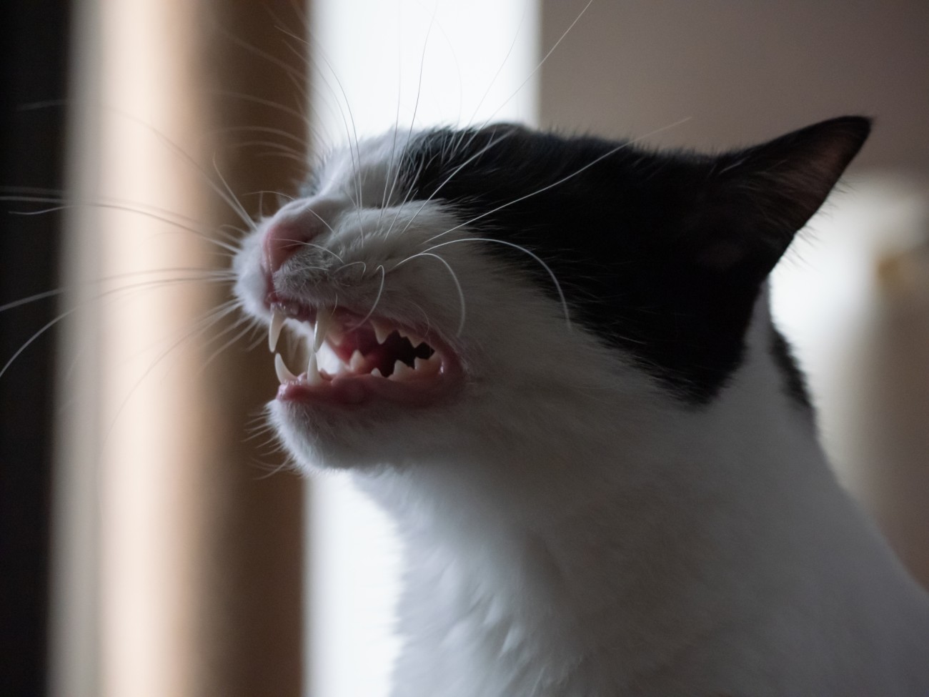 くしゃみをする猫