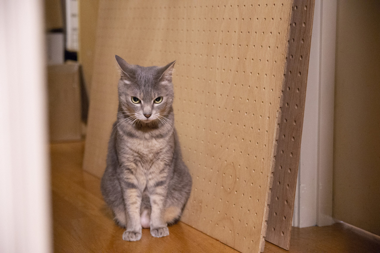 猫のストレス解消方法|ストレスサインや原因についても解説