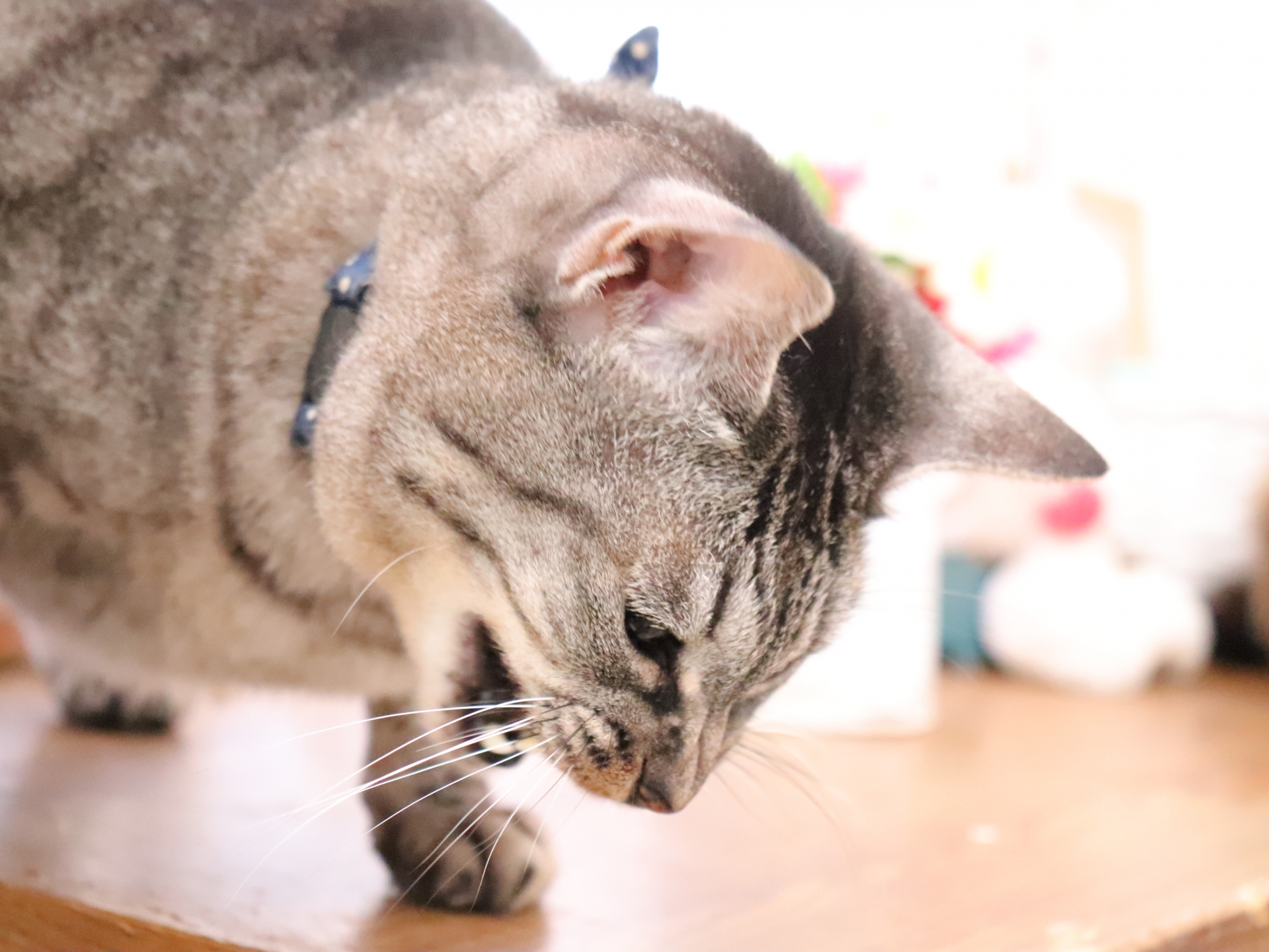 獣医師が解説|猫が吐くときは病院に連れていくべき? 何度も続く場合は要注意