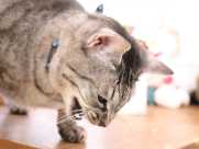 猫が吐くときに注意すべき症状とは？症状別の原因や対処法も徹底解説