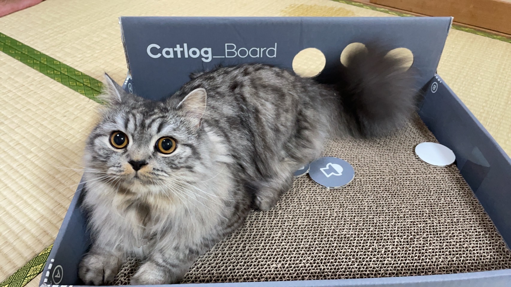 Catlog Board 輸送箱についてのお知らせ | Catlog