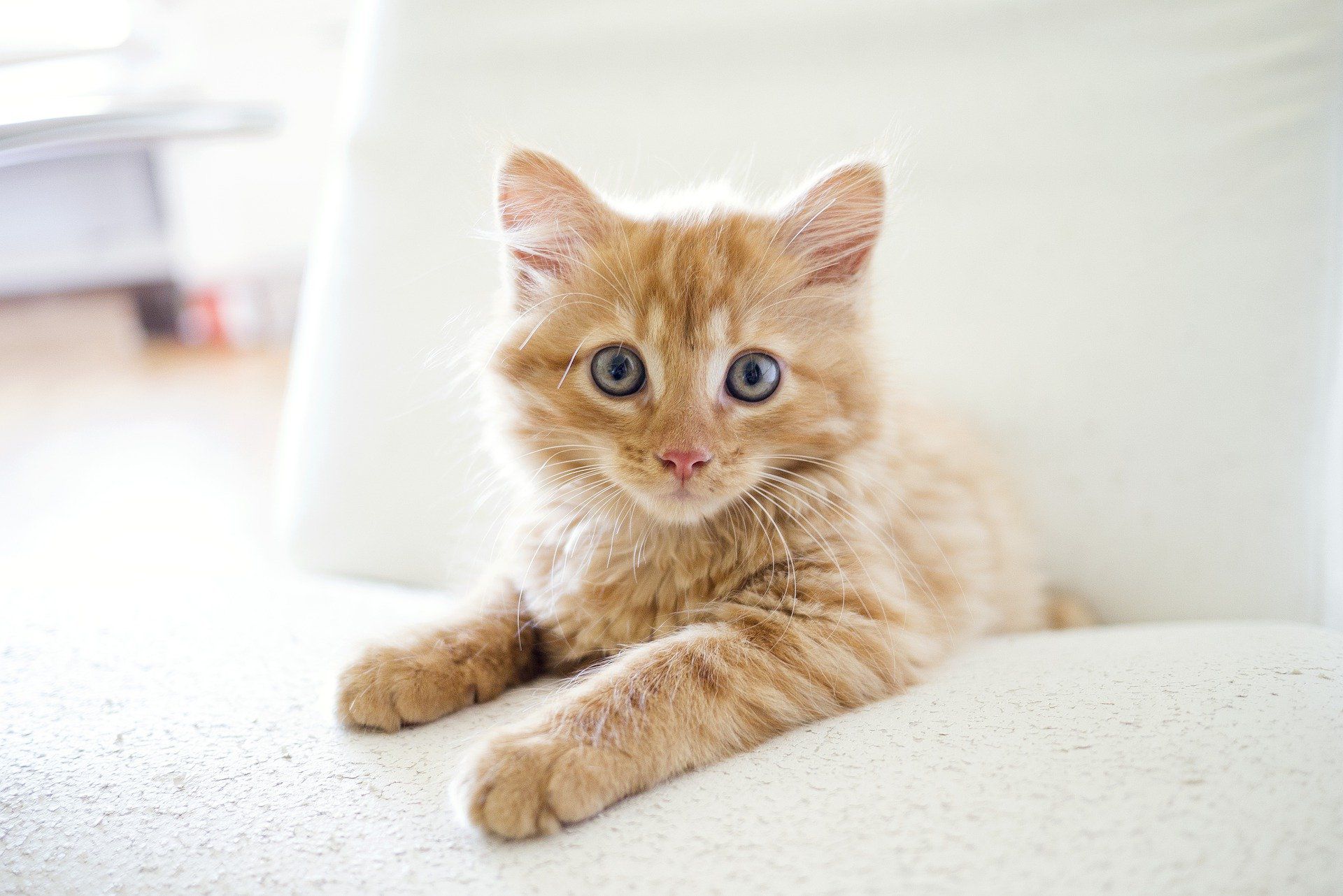 カメラ目線の猫