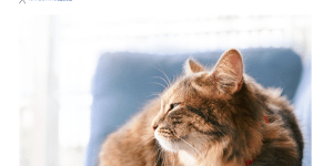 猫の日にCatlogを掲載いただきました