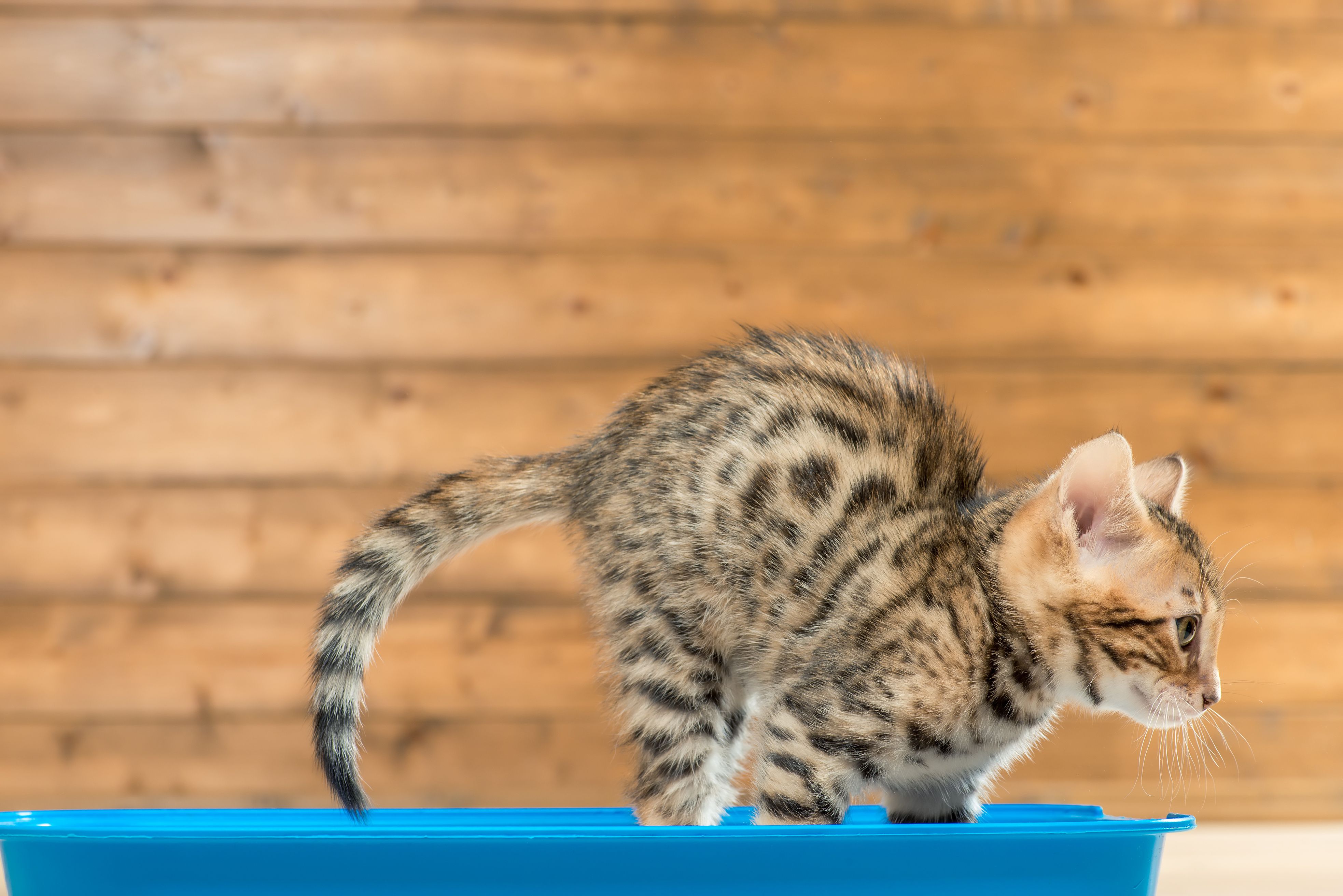 猫のうんちから健康状態を知る方法 不調の見極め方と対処法も紹介 猫様のいる暮らし