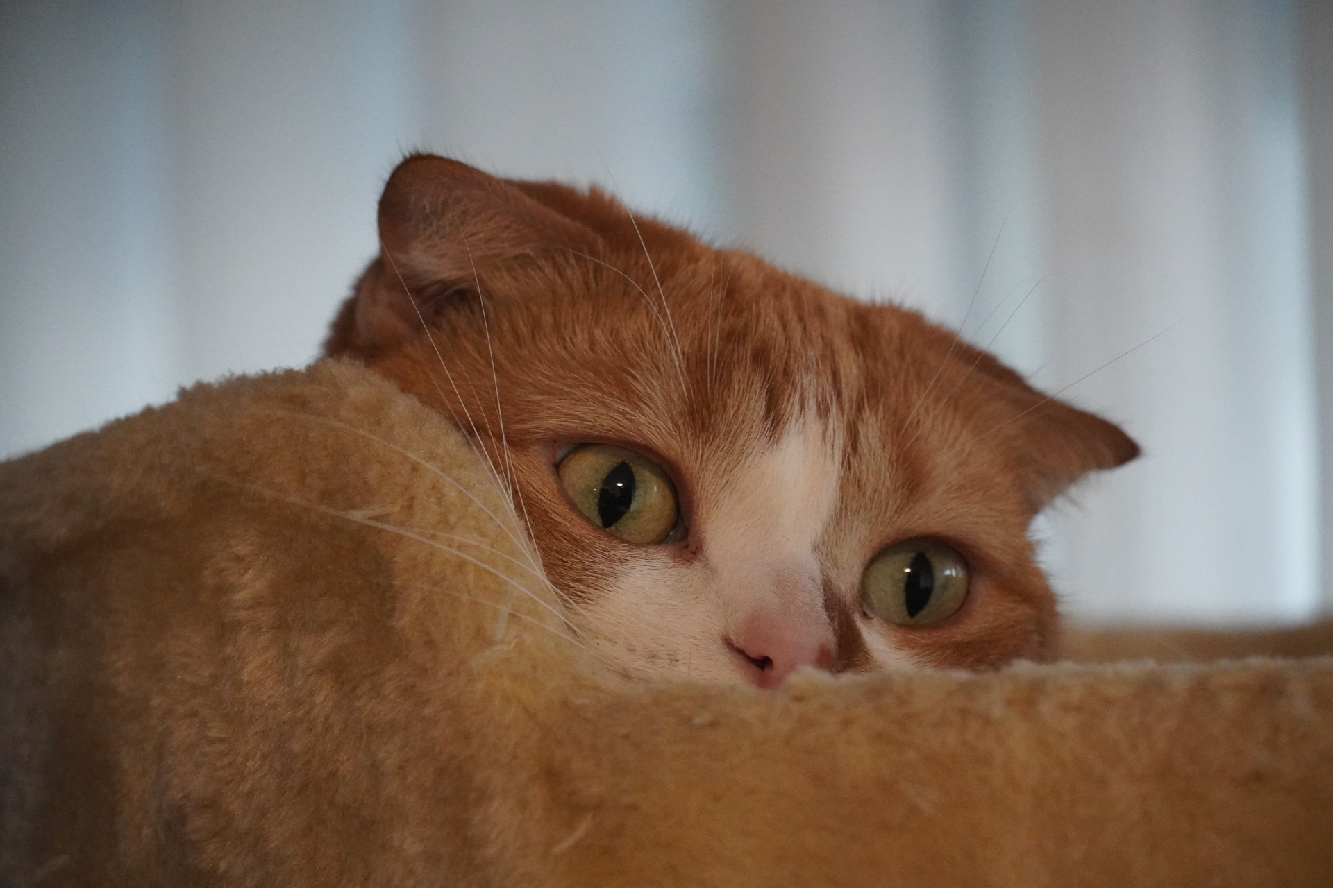 猫が粗相をするのはなぜ?粗相の原因と対策を徹底紹介!