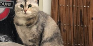 猫様のログを取得させていただきました!