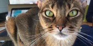 猫を嫌う人には気をつけろ